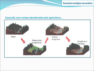 Sucessão num campo abandonado pela agricultura… Sucessão ecológica secundária: 