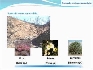 Sucessão numa zona ardida… Urze ( Erica sp. ) Esteva ( Cistus sp .) Carvalhos ( Quercus sp .) Sucessão ecológica secundária: 