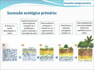 Sucessão ecológica primária: A chuva e o vento desintegram a rocha Espécies pioneiras como líquenes, instalam-se e modificam a rocha, iniciando a formação do solo Outras plantas começam a instalar-se e a espessura do solo aumenta Gramíneas e arbustos conseguem instalar-se. Está estabelecida uma comunidade climax em equilíbrio com o meio. Sucessão ecológica primária: 
