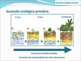 Aumento da biodiversidade Aumento da complexidade das teias alimentares 1ª fase 2ª fase estabilidade Sucessão ecológica primária: Sucessão ecológica primária: 