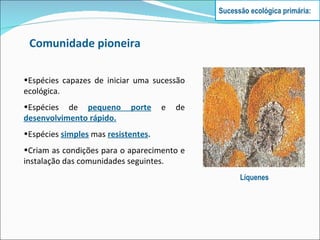 Comunidade pioneira Espécies capazes de iniciar uma sucessão ecológica. Espécies de  pequeno porte   e de  desenvolvimento rápido. Espécies   simples   mas   resistentes . Criam as condições para o aparecimento e instalação das comunidades seguintes. Sucessão ecológica primária: Líquenes 