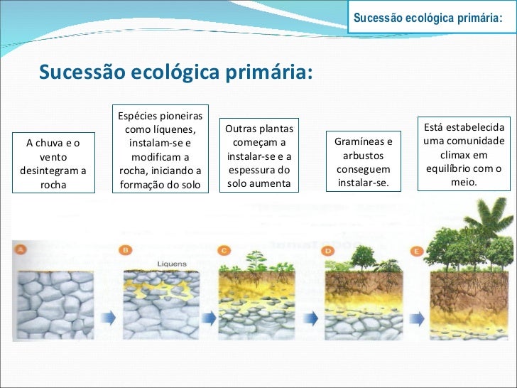 Sucessão Ecológica