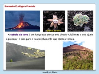 SucessãoEcológicaPrimáriaEstrela da terra A estrela da terra é um fungo que cresce sob cinzas vulcânicas e que ajuda a preparar  o solo para o desenvolvimento das plantas verdes.José Luís Alves