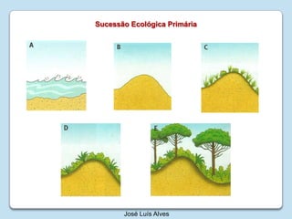 SucessãoEcológicaPrimáriaJosé Luís Alves