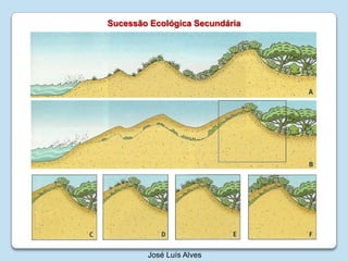 SucessãoEcológicaSecundáriaJosé Luís Alves