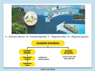 A – Sementes adesivasB – Sementes digeridasC – Dispersão eólicaD – Dispersão aquáticaJosé Luís Alves