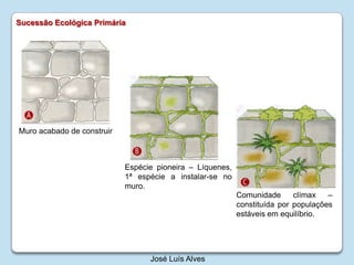SucessãoEcológicaPrimáriaMuro acabado de construirEspécie pioneira – Líquenes, 1ª espécie a instalar-se no muro.Comunidade clímax – constituída por populações estáveis em equilíbrio.José Luís Alves