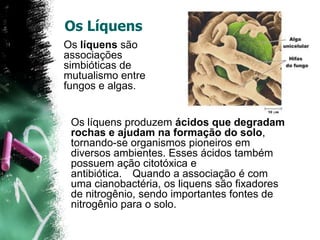 Os LíquensOs líquenssão associações simbióticas de mutualismo entre fungos e algas.Os líquens produzem ácidos que degradam rochas e ajudam na formação do solo, tornando-se organismos pioneiros em diversos ambientes. Esses ácidos também possuem ação citotóxica e antibiótica.  Quando a associação é com uma cianobactéria, os liquens são fixadores de nitrogênio, sendo importantes fontes de nitrogênio para o solo.