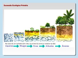 Sucessão Ecológica PrimáriaSucessão Ecológica Primária
 