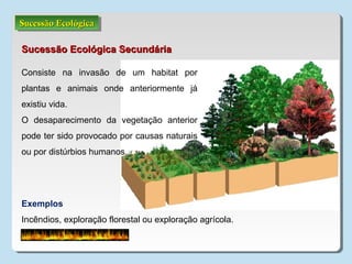 Sucessão EcológicaSucessão EcológicaSucessão EcológicaSucessão Ecológica
Sucessão Ecológica SecundáriaSucessão Ecológica Secundária
Consiste na invasão de um habitat por
plantas e animais onde anteriormente já
existiu vida.
O desaparecimento da vegetação anterior
pode ter sido provocado por causas naturais
ou por distúrbios humanos.
Exemplos
Incêndios, exploração florestal ou exploração agrícola.
 
