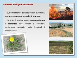 É, normalmente, mais rápida que a primária,
uma vez que ocorre em solo já formado.
No solo, já existem alguns microrganismos
e sementes que tornam o substrato,
previamente ocupado, mais favorável à
recolonização
Sucessão Ecológica SecundáriaSucessão Ecológica Secundária
 