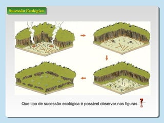 Sucessão EcológicaSucessão EcológicaSucessão EcológicaSucessão Ecológica
Que tipo de sucessão ecológica é possível observar nas figuras
 