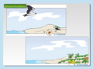 Sucessão EcológicaSucessão EcológicaSucessão EcológicaSucessão Ecológica
 