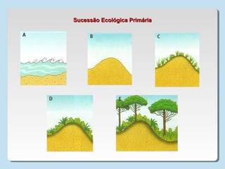 Sucessão Ecológica PrimáriaSucessão Ecológica Primária
 