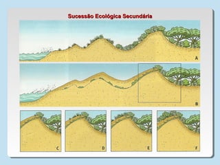 Sucessão Ecológica SecundáriaSucessão Ecológica Secundária
 