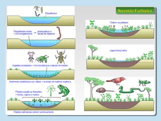 Sucessão EcológicaSucessão EcológicaSucessão EcológicaSucessão Ecológica
 