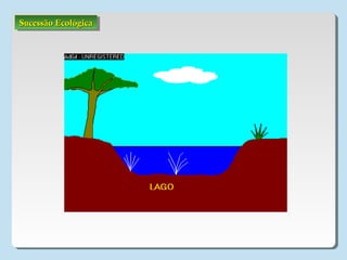 Sucessão EcológicaSucessão EcológicaSucessão EcológicaSucessão Ecológica
 