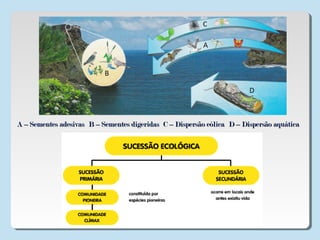 A – Sementes adesivasA – Sementes adesivas B – Sementes digeridasB – Sementes digeridas C – Dispersão eólicaC – Dispersão eólica D – Dispersão aquáticaD – Dispersão aquática
 