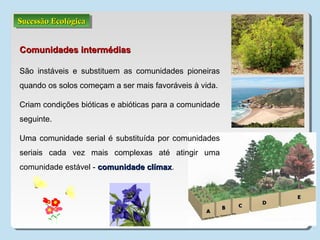 Sucessão EcológicaSucessão EcológicaSucessão EcológicaSucessão Ecológica
Comunidades intermédiasComunidades intermédias
São instáveis e substituem as comunidades pioneiras
quando os solos começam a ser mais favoráveis à vida.
Criam condições bióticas e abióticas para a comunidade
seguinte.
Uma comunidade serial é substituída por comunidades
seriais cada vez mais complexas até atingir uma
comunidade estável - comunidade clímaxcomunidade clímax.
 