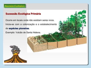 Sucessão EcológicaSucessão EcológicaSucessão EcológicaSucessão Ecológica
Sucessão Ecológica PrimáriaSucessão Ecológica Primária
Ocorre em locais onde não existiam seres vivos.
Inicia-se com a colonização e o estabelecimento
de espécies pioneirasespécies pioneiras.
Exemplo: Vulcão de Santa Helena.
 