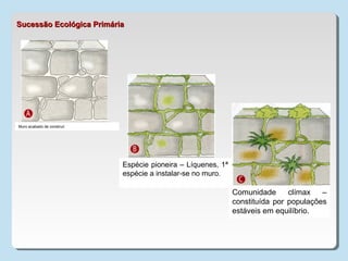 Muro acabado de construir
Espécie pioneira – Líquenes, 1ª
espécie a instalar-se no muro.
Comunidade clímax –
constituída por populações
estáveis em equilíbrio.
Sucessão Ecológica PrimáriaSucessão Ecológica Primária
 