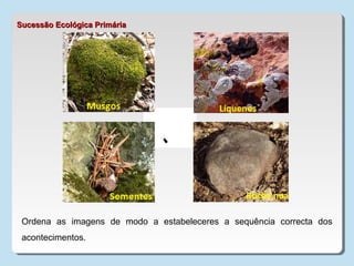 Ordena as imagens de modo a estabeleceres a sequência correcta dos
acontecimentos.
Sucessão Ecológica PrimáriaSucessão Ecológica Primária
 