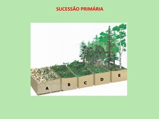 SUCESSÃO PRIMÁRIA
 