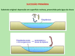 SUCESSÃO PRIMÁRIA

Substrato original: depressão em superfície rochosa, preenchida pela água da chuva
 