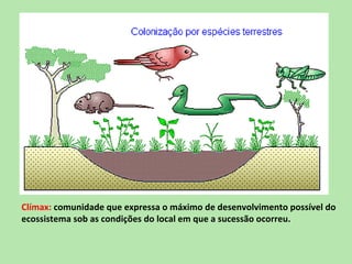 Clímax: comunidade que expressa o máximo de desenvolvimento possível do
ecossistema sob as condições do local em que a sucessão ocorreu.
 