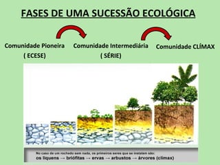 FASES DE UMA SUCESSÃO ECOLÓGICA

Comunidade Pioneira   Comunidade Intermediária   Comunidade CLÍMAX
     ( ECESE)                 ( SÉRIE)
 