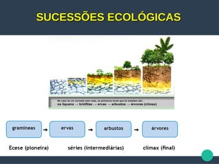 SUCESSÕES ECOLÓGICASSUCESSÕES ECOLÓGICAS
 