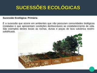 SUCESSÕES ECOLÓGICASSUCESSÕES ECOLÓGICAS
Sucessão Ecológica: Primária
É a sucessão que ocorre em ambientes que não possuíam comunidades biológicas
instaladas e que apresentam condições desfavoráveis ao estabelecimento de vida.
São exemplos destes locais as rochas, dunas e poças de lava vulcânica recém-
solidificada.
 