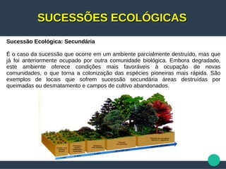 SUCESSÕES ECOLÓGICASSUCESSÕES ECOLÓGICAS
Sucessão Ecológica: Secundária
É o caso da sucessão que ocorre em um ambiente parcialmente destruído, mas que
já foi anteriormente ocupado por outra comunidade biológica. Embora degradado,
este ambiente oferece condições mais favoráveis à ocupação de novas
comunidades, o que torna a colonização das espécies pioneiras mais rápida. São
exemplos de locais que sofrem sucessão secundária áreas destruídas por
queimadas ou desmatamento e campos de cultivo abandonados.
 