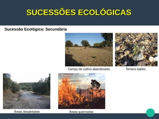 SUCESSÕES ECOLÓGICASSUCESSÕES ECOLÓGICAS
Sucessão Ecológica: Secundária
Campo de cultivo abandonado Terreno baldio.
Áreas desabitadas Áreas queimadas
 