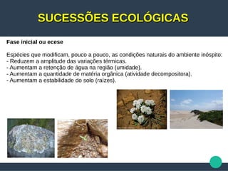 SUCESSÕES ECOLÓGICASSUCESSÕES ECOLÓGICAS
Fase inicial ou ecese
Espécies que modificam, pouco a pouco, as condições naturais do ambiente inóspito:
- Reduzem a amplitude das variações térmicas.
- Aumentam a retenção de água na região (umidade).
- Aumentam a quantidade de matéria orgânica (atividade decompositora).
- Aumentam a estabilidade do solo (raízes).
 