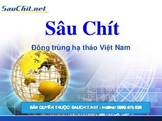 LOGO
Sâu Chít
Đông trùng hạ thảo Việt Nam
 
