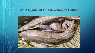 An Assignment On Suckermouth Catfish
 