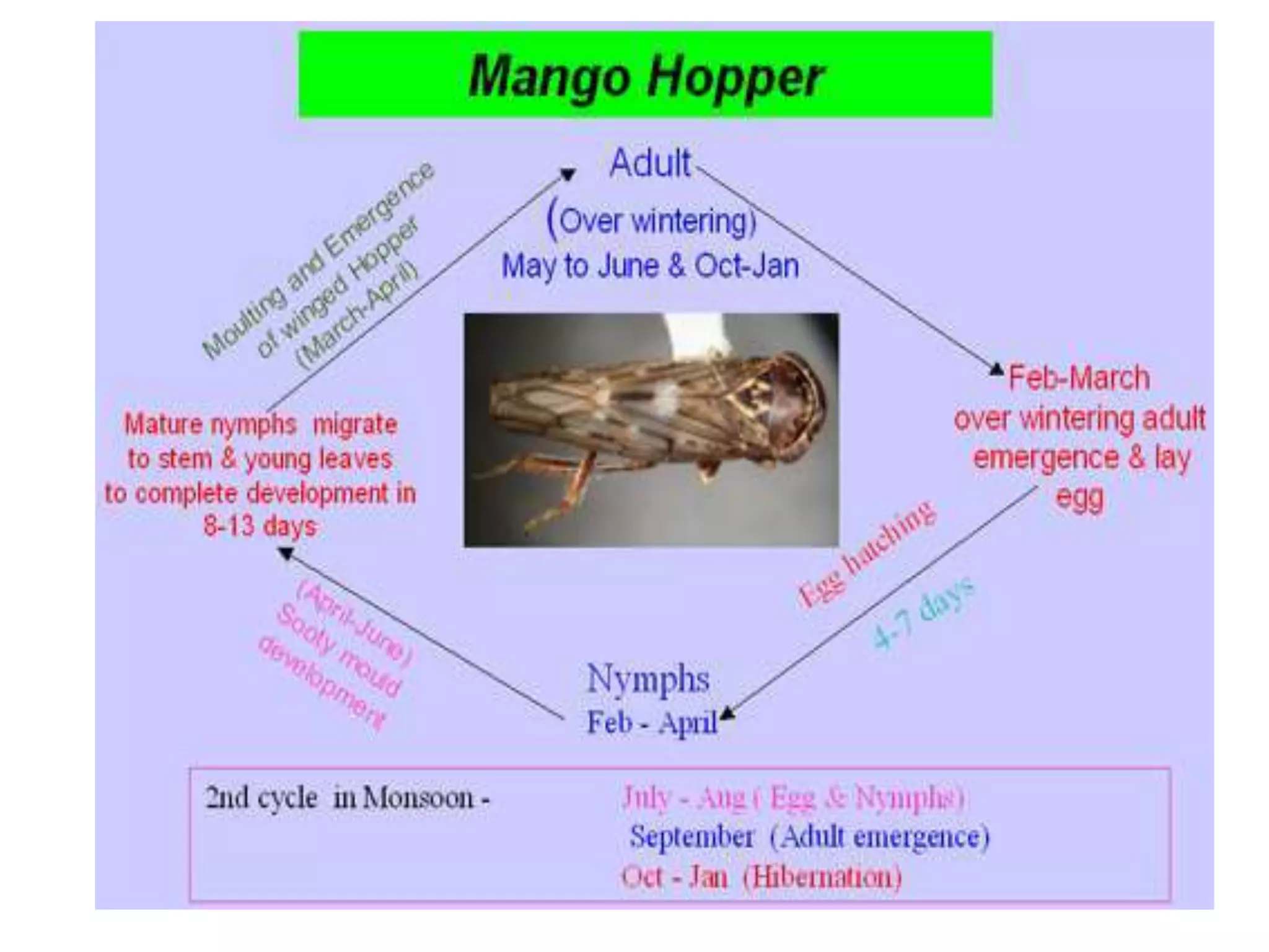 Sucking pest of mango | PPTX
