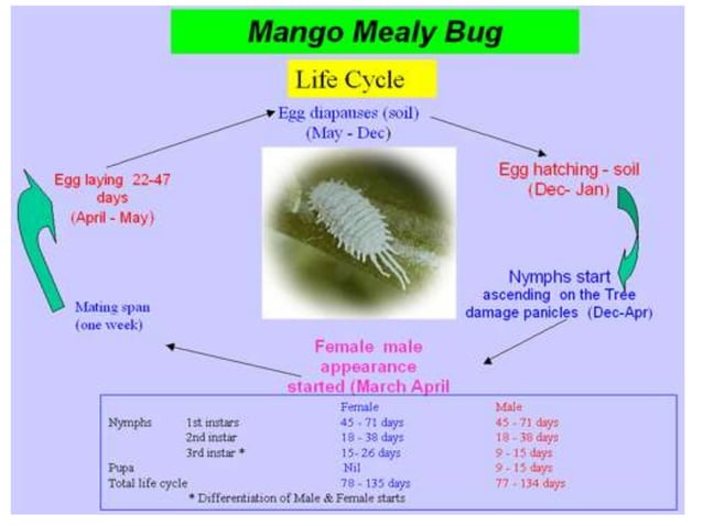 Sucking pest of mango | PPTX