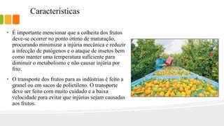Características
• É importante mencionar que a colheita dos frutos
deve-se ocorrer no ponto ótimo de maturação,
procurando minimizar a injúria mecânica e reduzir
a infecção de patógenos e o ataque de insetos bem
como manter uma temperatura suficiente para
diminuir o metabolismo e não causar injúria por
frio.
• O transporte dos frutos para as indústrias é feito a
granel ou em sacos de polietileno. O transporte
deve ser feito com muito cuidado e a baixa
velocidade para evitar que injúrias sejam causadas
aos frutos.
 