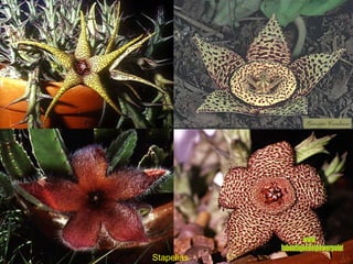 Stapelias www. laboutiquedelpowerpoint. com 