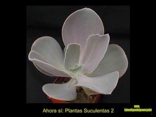 Ahora sí: Plantas Suculentas 2 www. laboutiquedelpowerpoint. com 