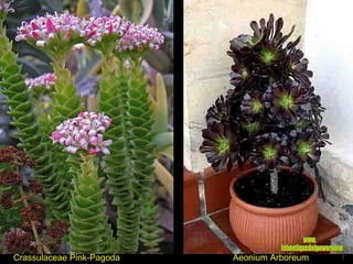 Crassulaceae Pink-Pagoda Aeonium Arboreum www. laboutiquedelpowerpoint. com 