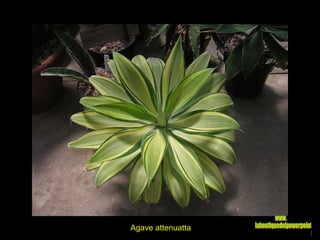 Agave attenuatta www. laboutiquedelpowerpoint. com 