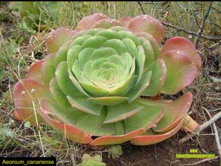 Aeonium_canariense www. laboutiquedelpowerpoint. com 
