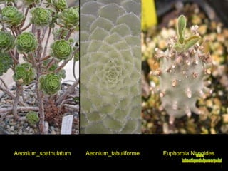 Aeonium_spathulatum Aeonium_tabuliforme Euphorbia Napoides www. laboutiquedelpowerpoint. com 
