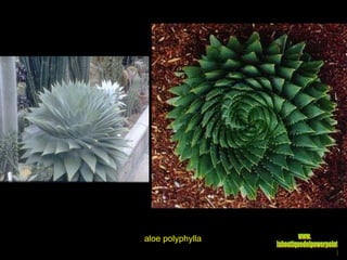 aloe polyphylla www. laboutiquedelpowerpoint. com 