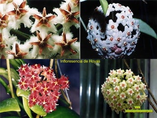 Infloresencia de Hoyas www. laboutiquedelpowerpoint. com 
