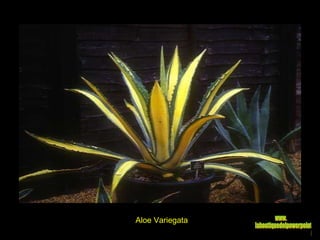 Aloe Variegata www. laboutiquedelpowerpoint. com 