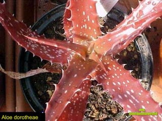 Aloe dorotheae www. laboutiquedelpowerpoint. com 